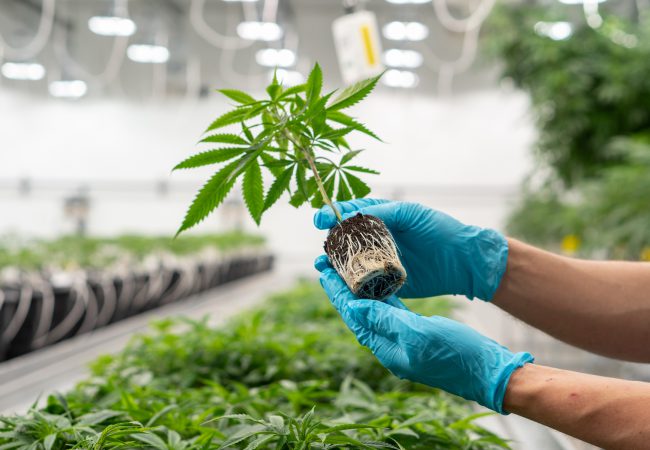 Recreational cannabis investment