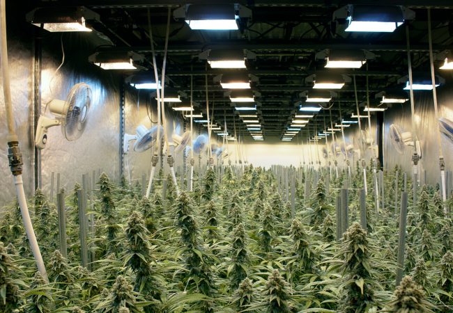 Washington Cannabis Cultivation Company