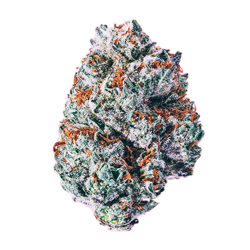 Marijuana cultivation